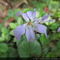 大屯NP紫花堇菜(堇菜科堇菜屬).20150317-3.JPG