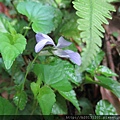 大屯NP紫花堇菜(堇菜科堇菜屬).20150317.JPG