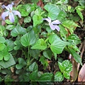 大屯NP紫花堇菜(堇菜科堇菜屬)植株.20150317.JPG