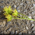 竹子湖山桐子(大風子科山桐子屬)雄落花.20150502-4.JPG