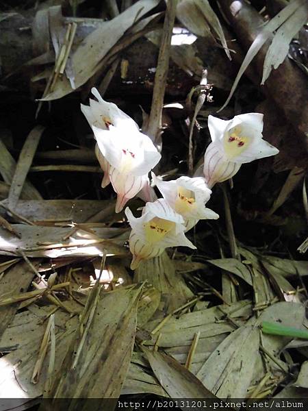 一葉罈花蘭(蘭科罈花蘭,延齡鍾馗蘭屬).20150516.JPG