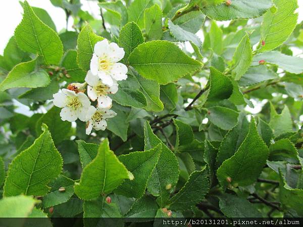 小觀音山小葉石楠(薔薇科老葉兒樹屬).20150501-10.JPG