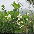 小觀音山小葉石楠(薔薇科老葉兒樹屬).20150501-11.JPG