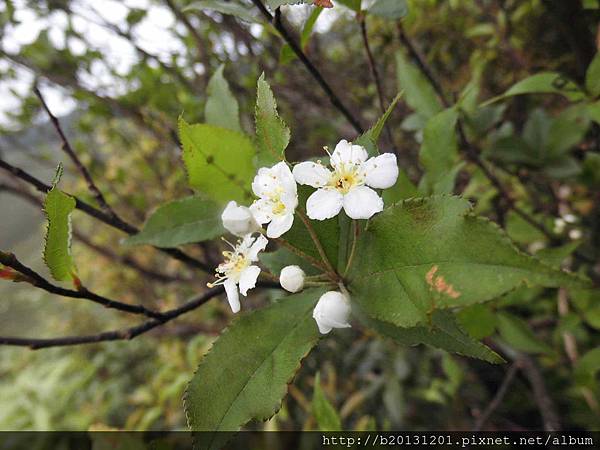 小觀音山小葉石楠(薔薇科老葉兒樹屬).20150501-14.JPG