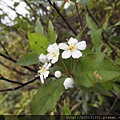 小觀音山小葉石楠(薔薇科老葉兒樹屬).20150501-14.JPG