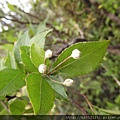 小觀音山小葉石楠(薔薇科老葉兒樹屬)花苞.20150501-06.JPG