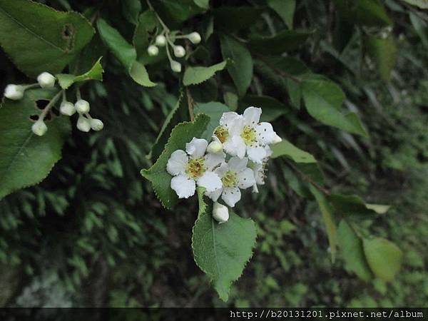 夢幻湖車道小葉石楠(薔薇科老葉兒樹屬).20150427-2.JPG