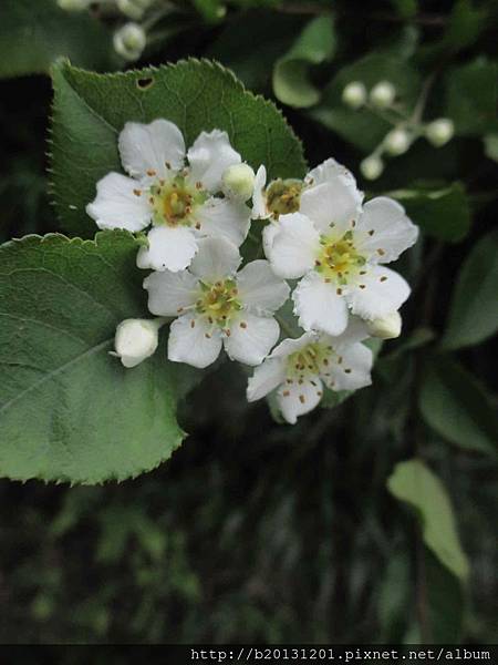 夢幻湖車道小葉石楠(薔薇科老葉兒樹屬).20150427-3.JPG