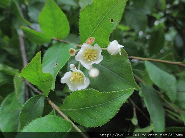 夢幻湖車道小葉石楠(薔薇科老葉兒樹屬).20150427-6.JPG