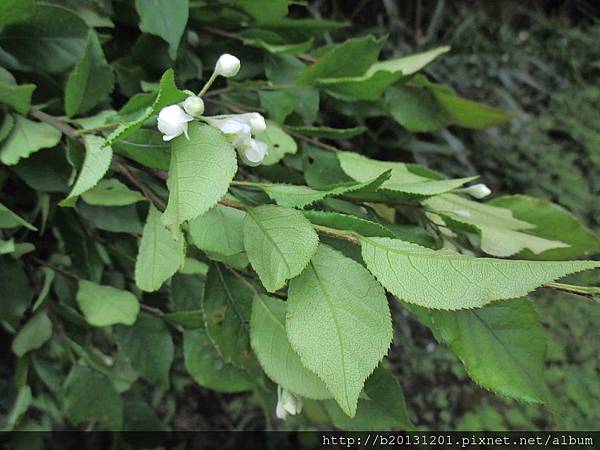 夢幻湖車道小葉石楠(薔薇科老葉兒樹屬).20150427-5.JPG