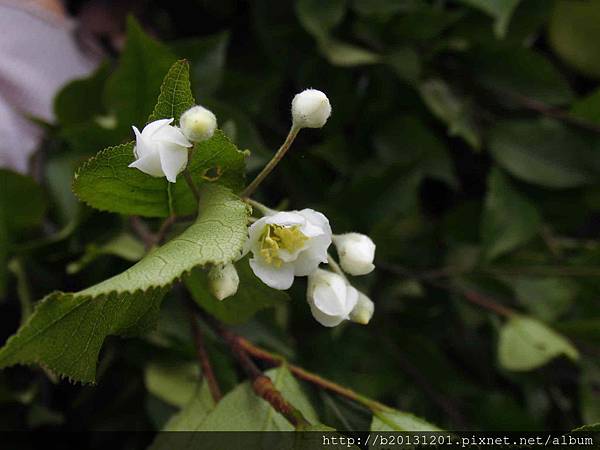 夢幻湖車道小葉石楠(薔薇科老葉兒樹屬).20150427-9.JPG