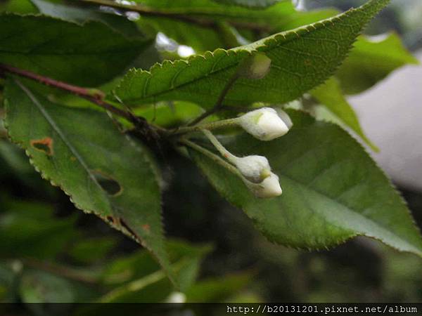 夢幻湖車道小葉石楠(薔薇科老葉兒樹屬).20150427-10.JPG