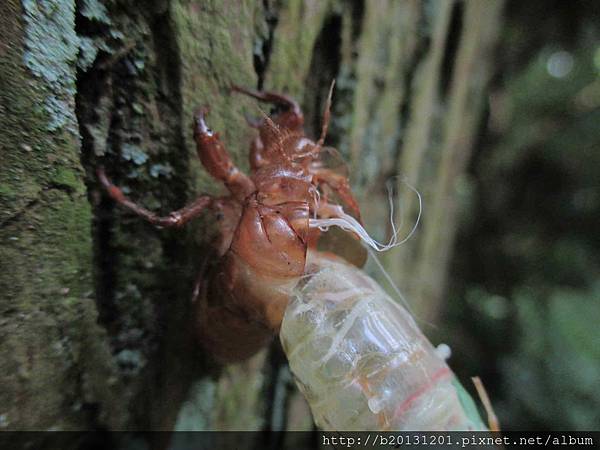 竹子湖陽明山暮蟬羽化(雄).201506130758-3.JPG