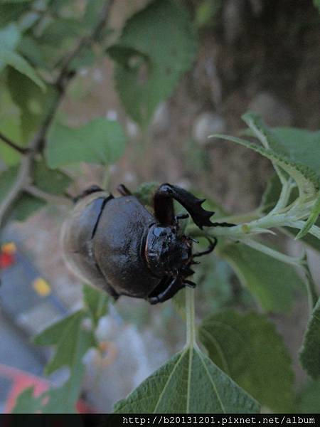 竹子湖獨角仙(雌).20140717-8.JPG