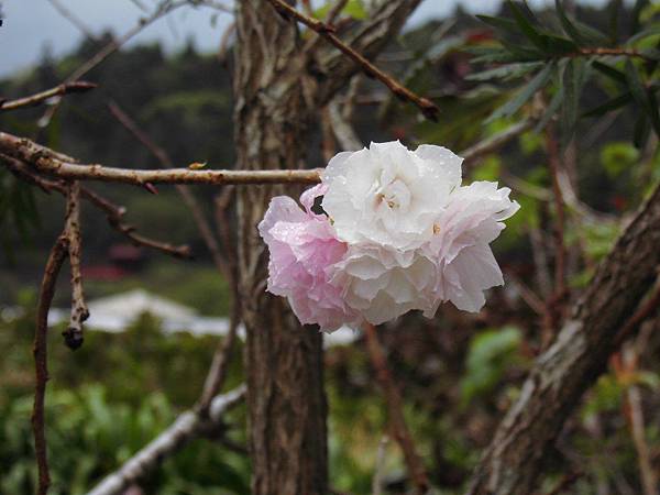 竹子湖墨染櫻.20150926-4.JPG