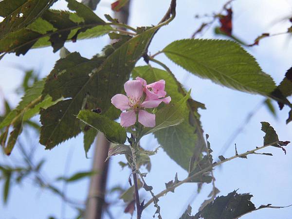 陽明公園吉野櫻.20150916-2.JPG