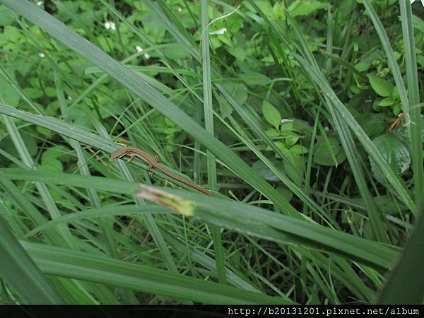 竹子湖翠斑草蜥(正蜥科草蜥屬)幼體.20140819.JPG