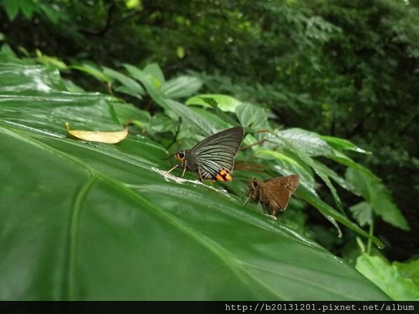 陽明公園大綠弄蝶與褐弄蝶.20120519.jpg