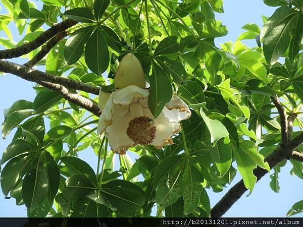 北投北投路猢猻木(木棉科猢猻木屬)開花.20160625-8.JPG