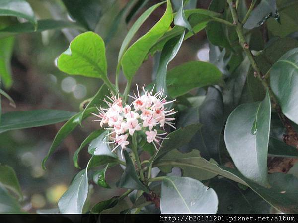 中正山產道長花厚殼樹(紫草科厚殼樹屬)開花.20160813.JPG