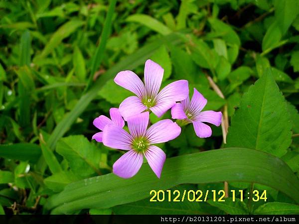 政大環山三路紫花酢漿草(酢漿草科酢漿草屬).20120212.JPG