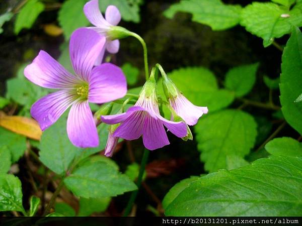 陽明公園紫花酢漿草開花.20111119-2.JPG