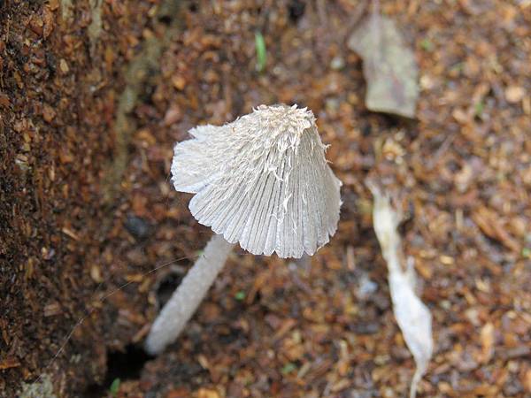 中正山灰蓋鬼傘(鬼傘科.糞棲腐生).20171029-16.JPG