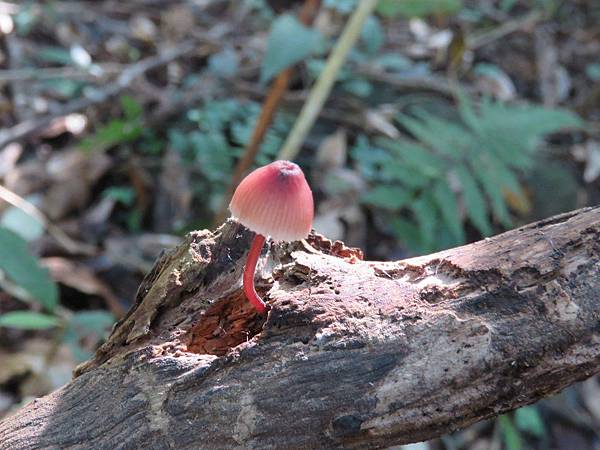 面天古道紅紫柄小菇(口蘑科小菇屬.木棲腐生).20171117-5.JPG