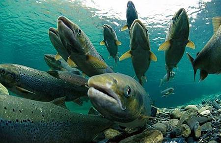 鮭魚 圖片來源：National Geographic.JPG