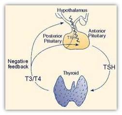 TSH的機轉
