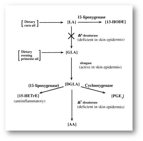 Omega6的代謝