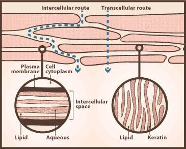 transdermal