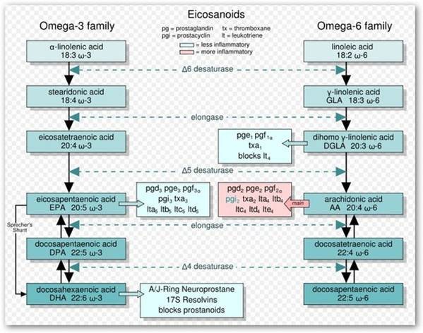 Omega3與Omega-6的關系