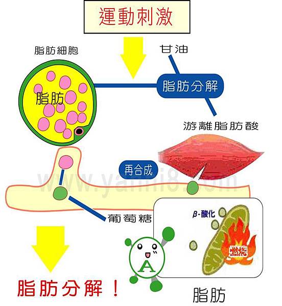 運動刺激脂肪代謝