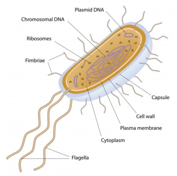 E coli 2