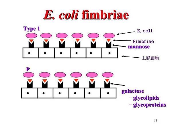 E coli的機轉圖