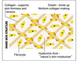 Hyaluronic acid and collagne