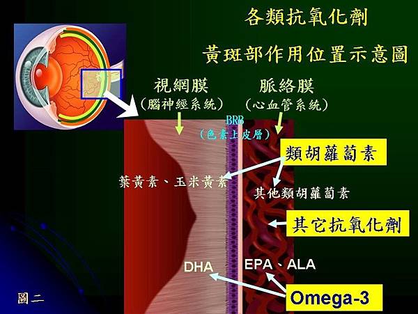 各類抗氧化劑黃斑部作用位置示意圖