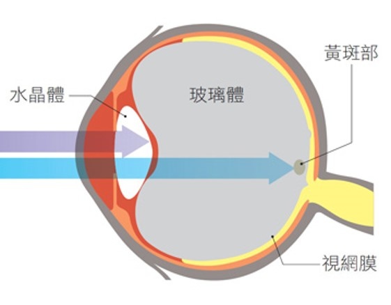 水晶體黃斑部圖