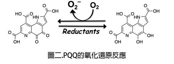 PQQ的氧化還原反應