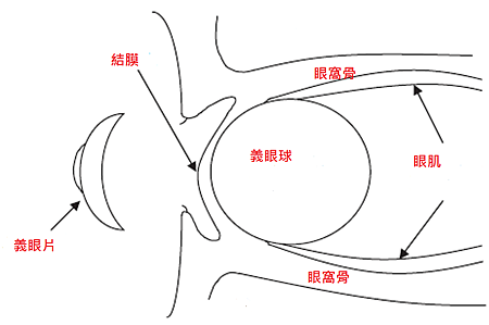 義眼示意圖01