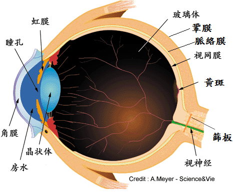 眼球構造圖3