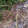 麻竹開花 004 麻竹開花 004