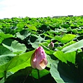 一下子跑到了白河看蓮花