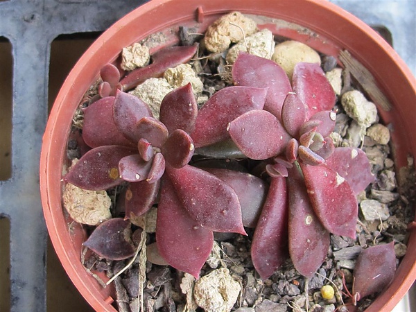 Sinocrassula indica .jpg