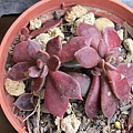 Sinocrassula indica .jpg