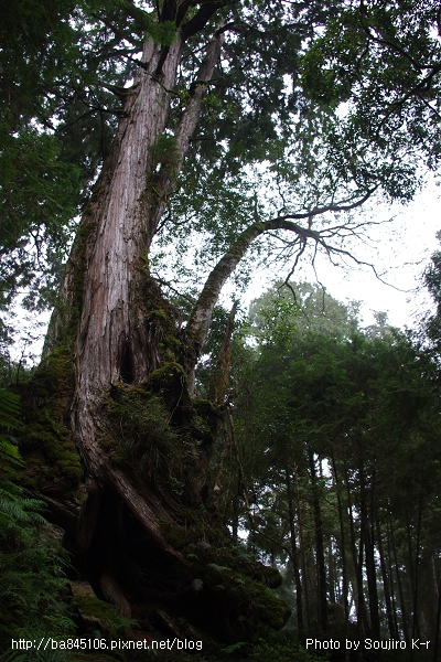 2011.09.10．宜蘭．棲蘭．明池山莊神木二日遊 (257).jpg