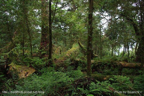 2011.09.10．宜蘭．棲蘭．明池山莊神木二日遊 (273).jpg