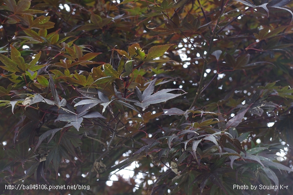 2011.09.10．宜蘭．棲蘭．明池山莊神木二日遊 (286).jpg