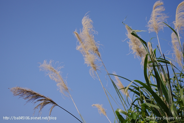 2011.12.25．東勢林場賞楓一日遊 (61).jpg